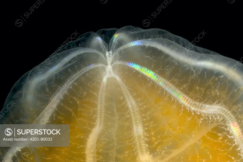 Ctenophore (Beroe cucumis) detail showing typical symmetrical combs made of cilia and bioluminescent cells, Weddell Sea, Antarctica