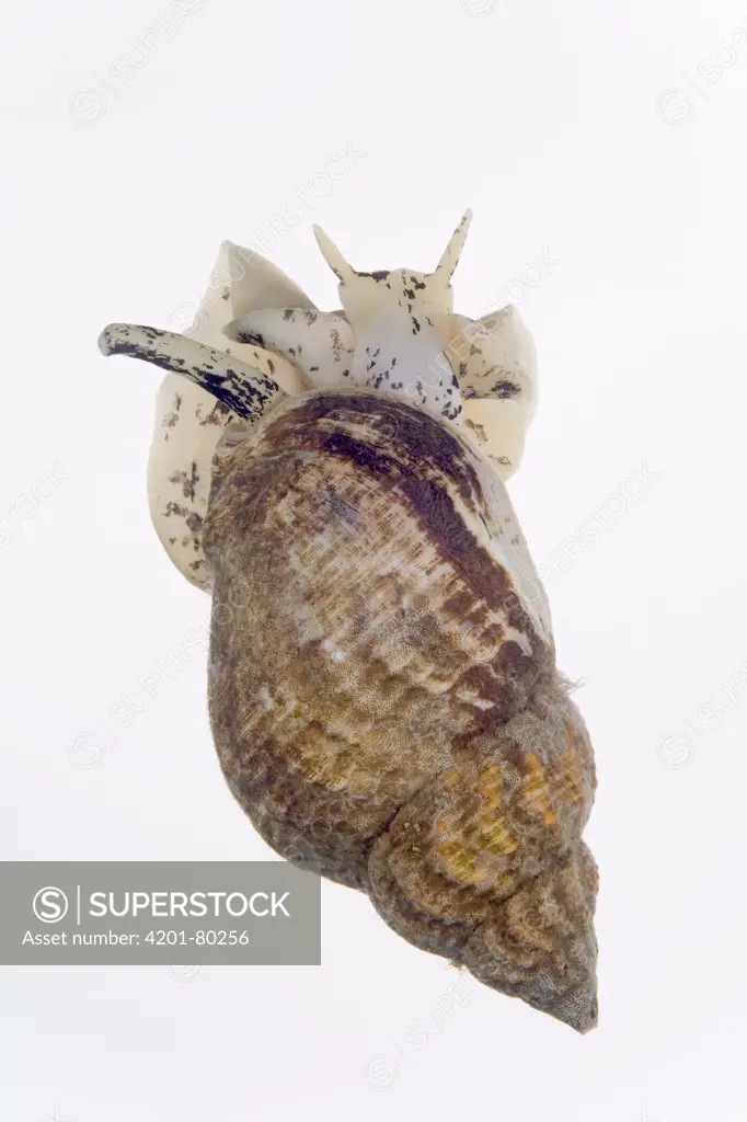 Common Northern Whelk (Buccinum undatum) shell length is approx seven centimeters, Helgoland, Germany