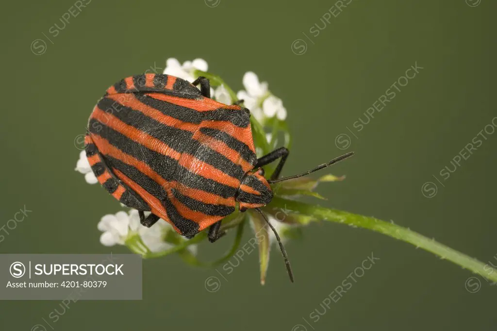 Red and Black Striped Stink Bug (Graphosoma lineatum) portrait, a true bug of the Heteroptera suborder, Europe