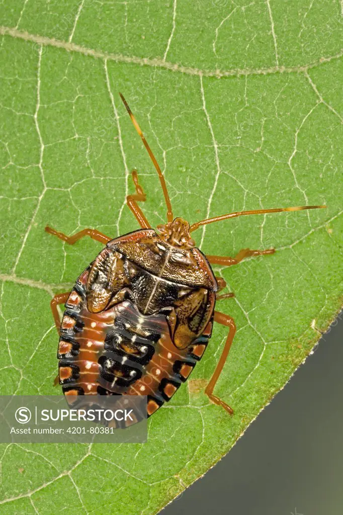 Stink Bug (Pentatomidae) nymph, portrait, a true bug of the Heteroptera suborder, Guanacaste, Costa Rica