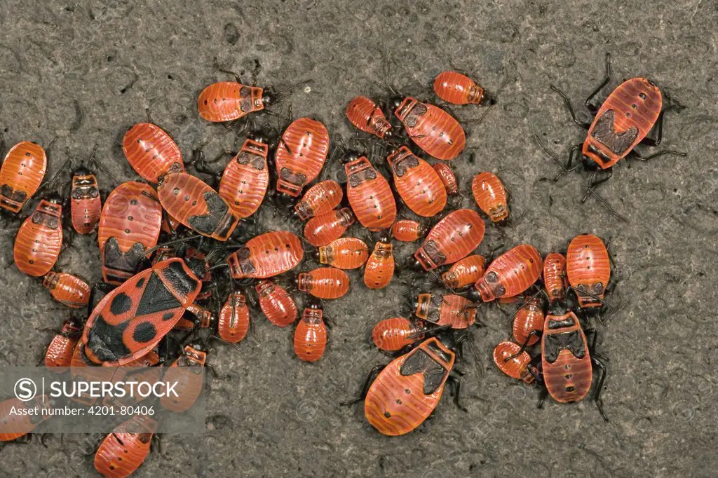 Fire Bug (Pyrrhocoris apterus) mixed group of nymphs and adults, a true bug of the Heteroptera suborder, Europe