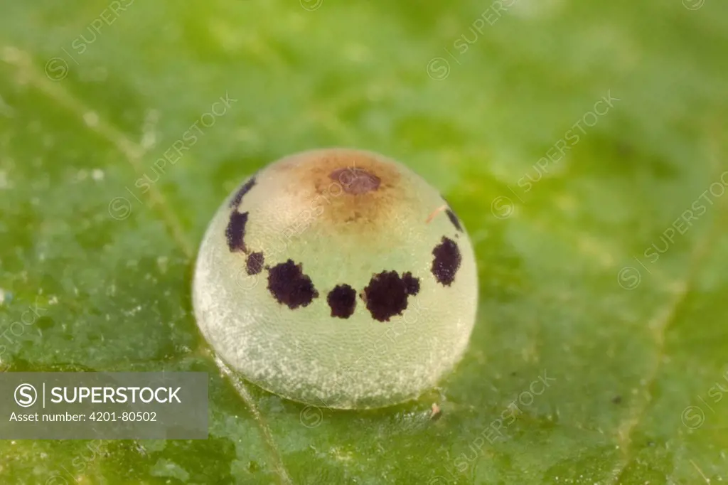 Blue Morpho (Morpho peleides) butterfly egg, Costa Rica