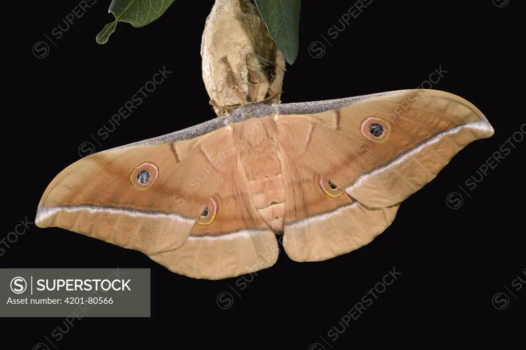 Chinese Oak Silk Moth (Antheraea pernyi) at night, Asia