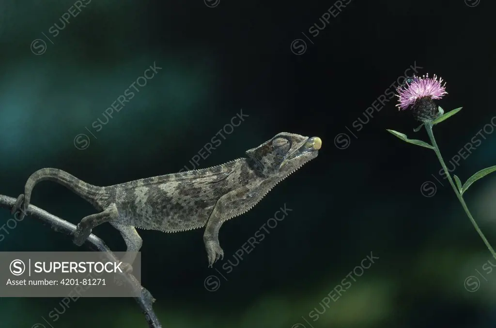 Mediterranean Chameleon (Chamaeleo chamaeleon) striking at insect