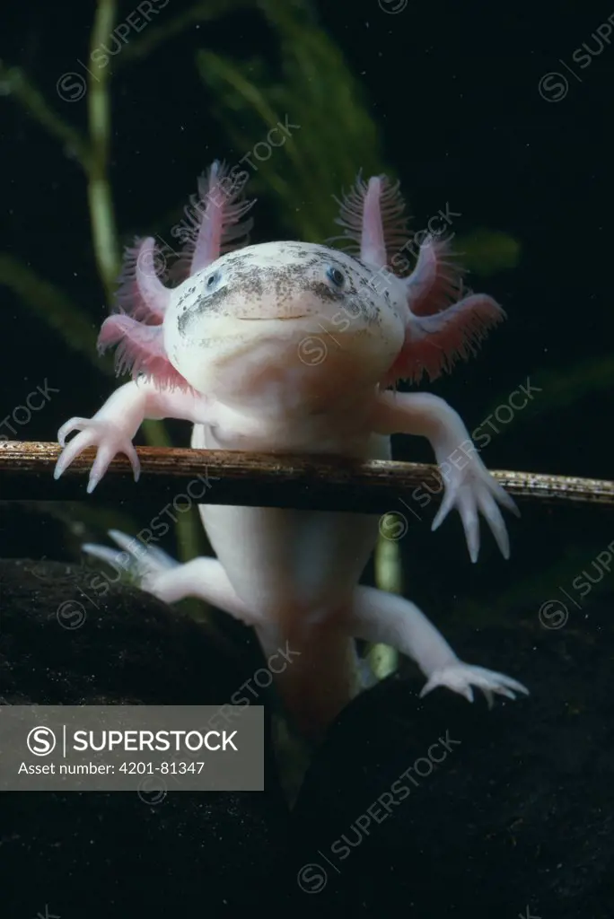 Axolotl (Ambystoma mexicanum)