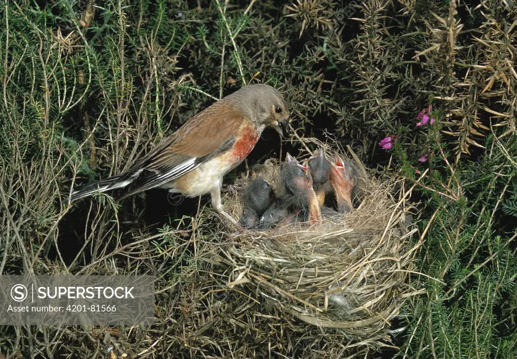 Linnet (Carduelis cannabina) feeding young in nest