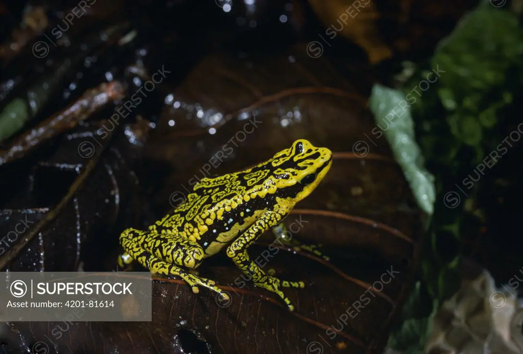 Rancho Grande Harlequin Frog (Atelopus cruciger) possibly extinct, Venezuela