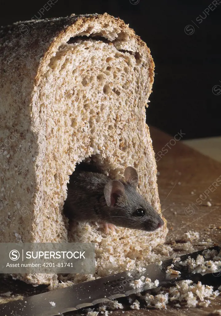 House Mouse (Mus musculus) climbing from half loaf of bread