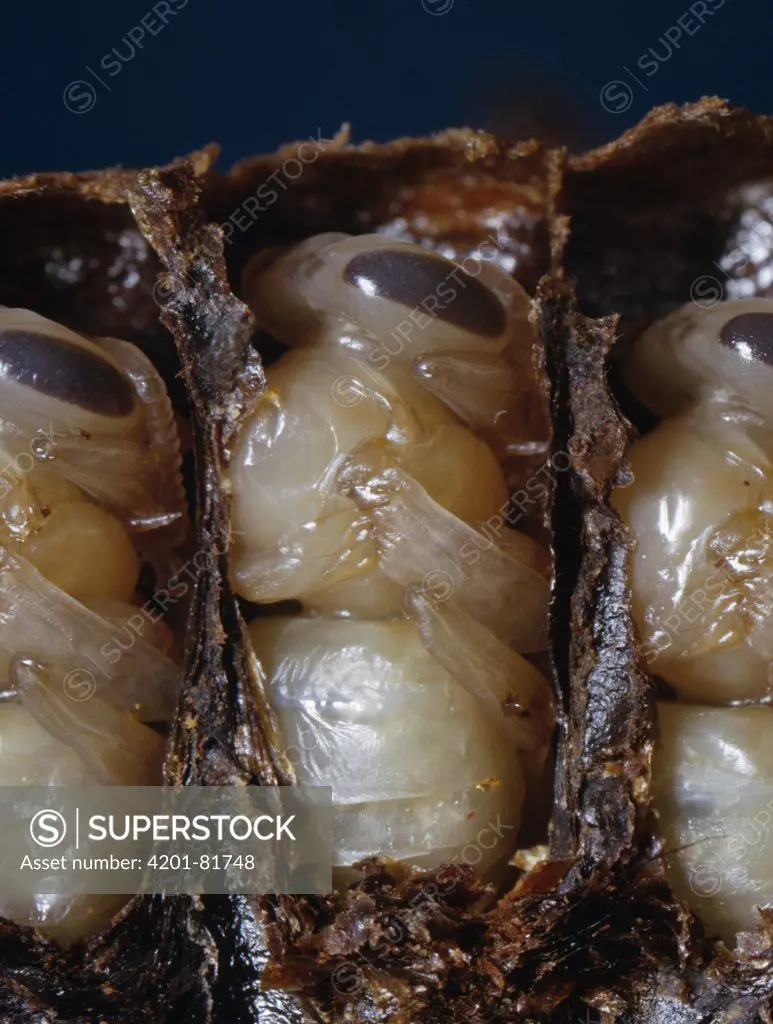 Honey Bee (Apis mellifera) pupae in brood cells