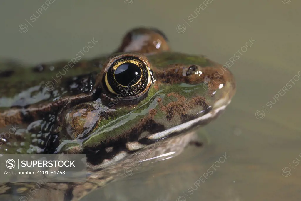 Marsh Frog (Rana ridibunda) close up of head partially submerged in water