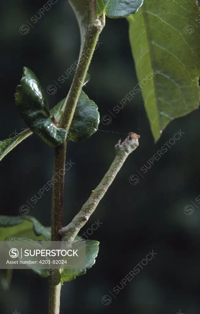 Peppered Moth (Biston betularia) larva mimicking twig