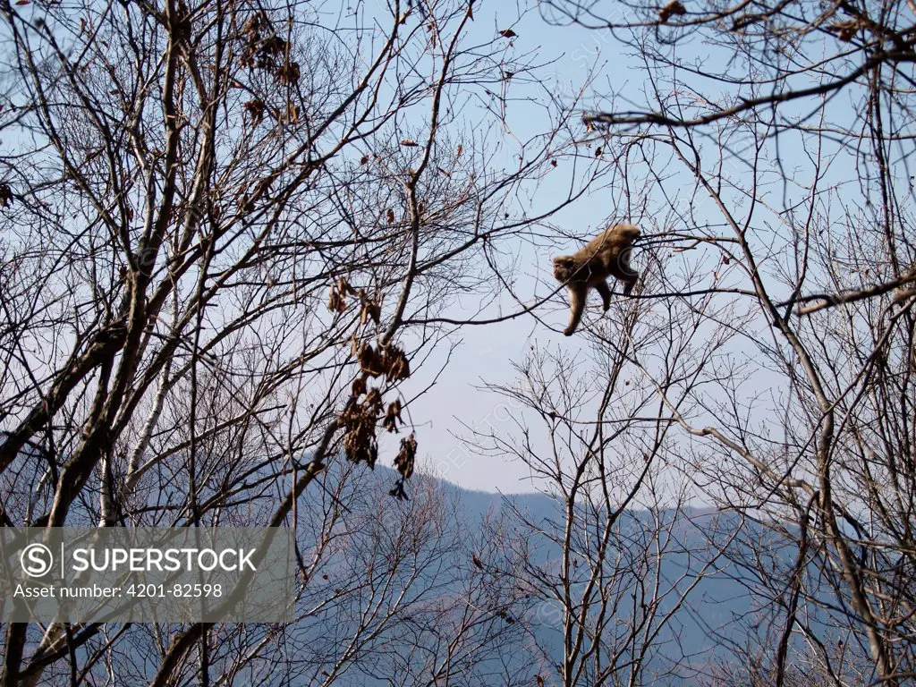 Japanese Macaque (Macaca fuscata) climbing in trees, Jigokudani, Japan