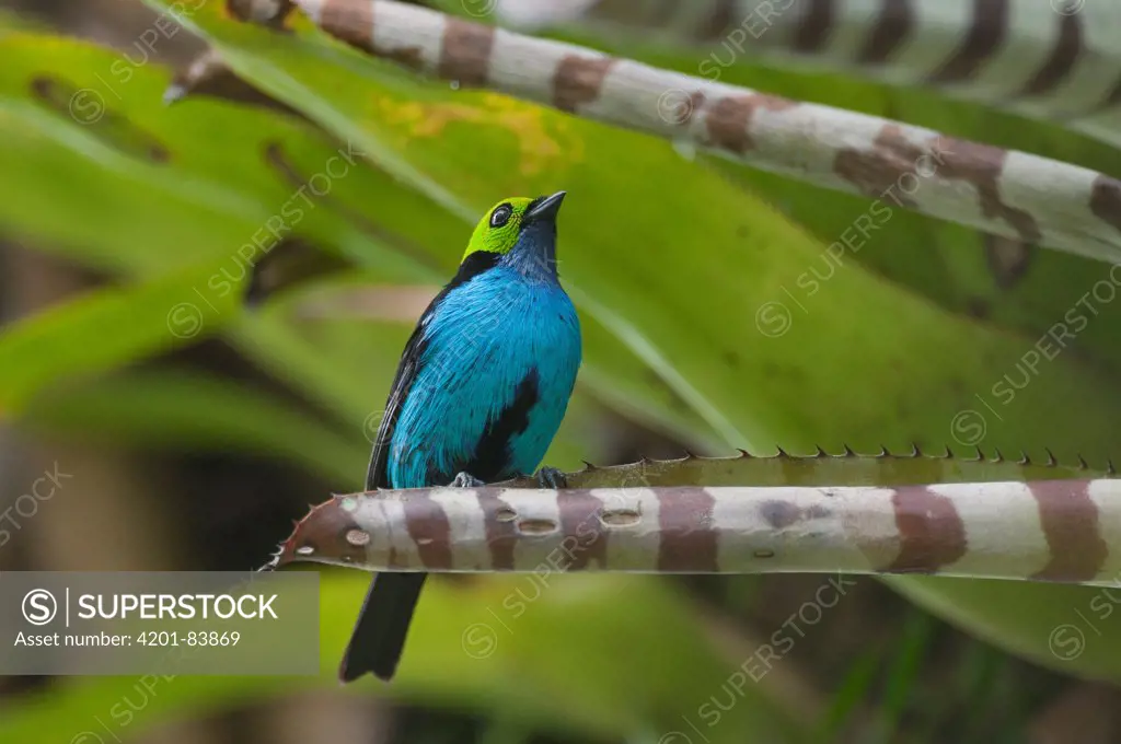 Paradise Tanager (Tangara chilensis), Ecuador