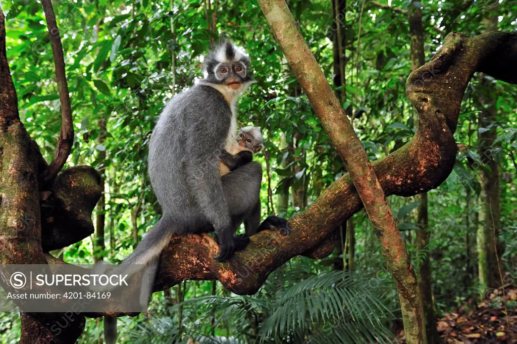 North Sumatran Leaf Monkey (Presbytis thomasi) mother with baby, Gunung Leuser National Park, northern Sumatra, Indonesia