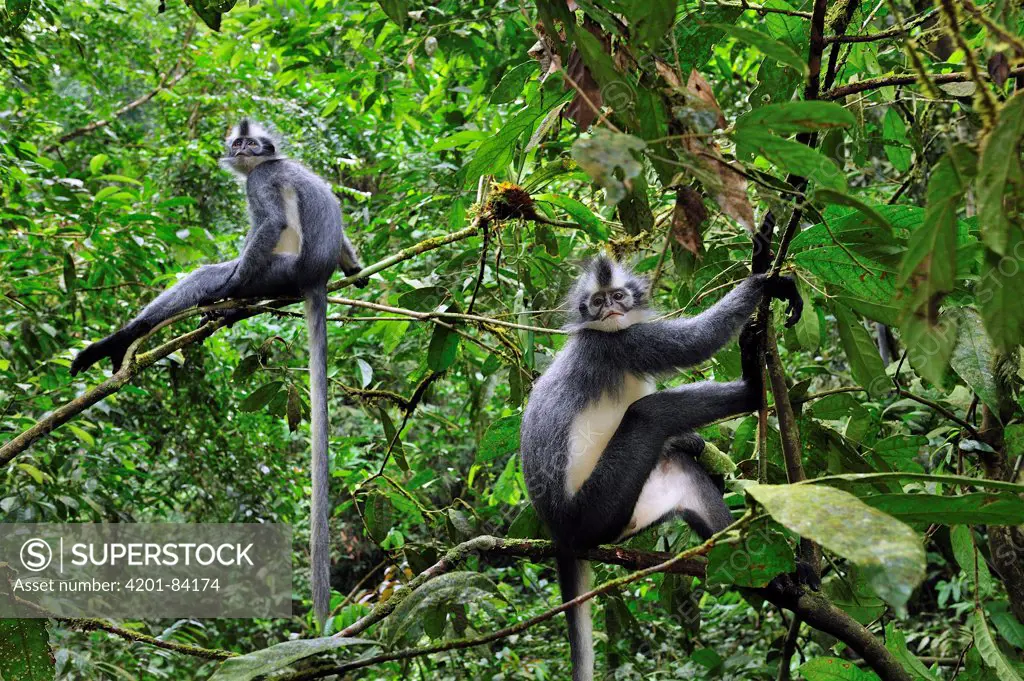 North Sumatran Leaf Monkey (Presbytis thomasi) pair in trees, Gunung Leuser National Park, northern Sumatra, Indonesia