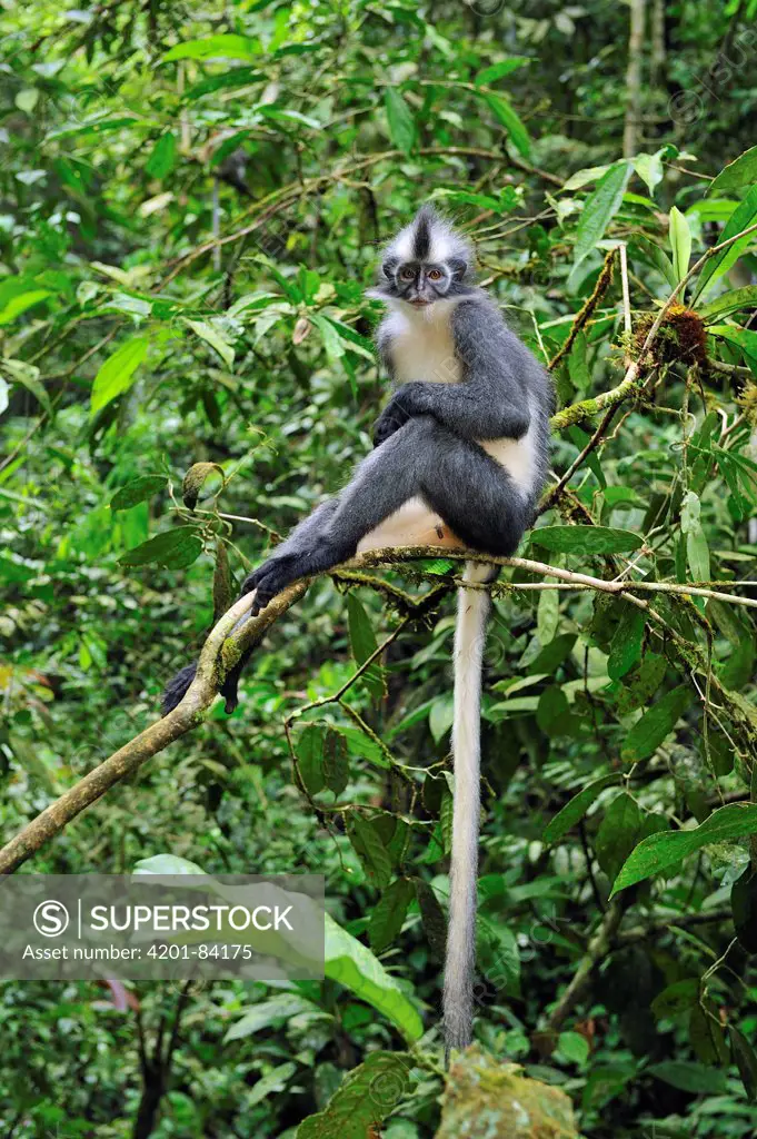 North Sumatran Leaf Monkey (Presbytis thomasi) sitting on branch, Gunung Leuser National Park, northern Sumatra, Indonesia