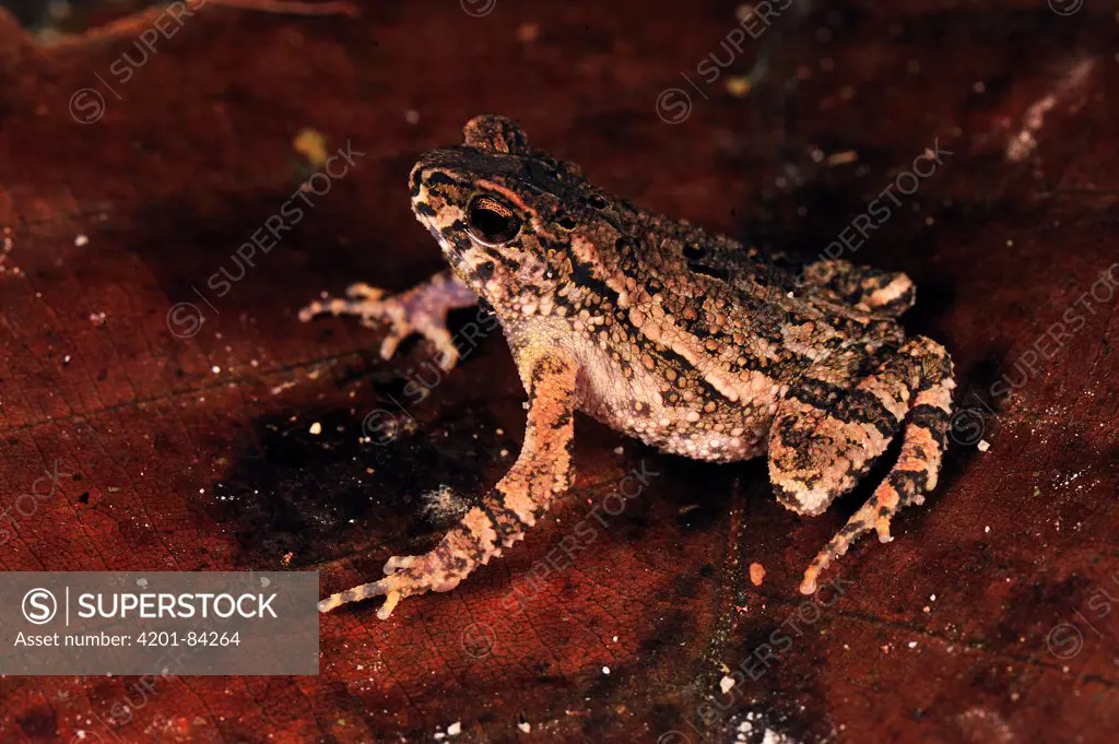 Lesser Toad (Bufo parvus), Forest Research Institute Malaysia, Malaysia