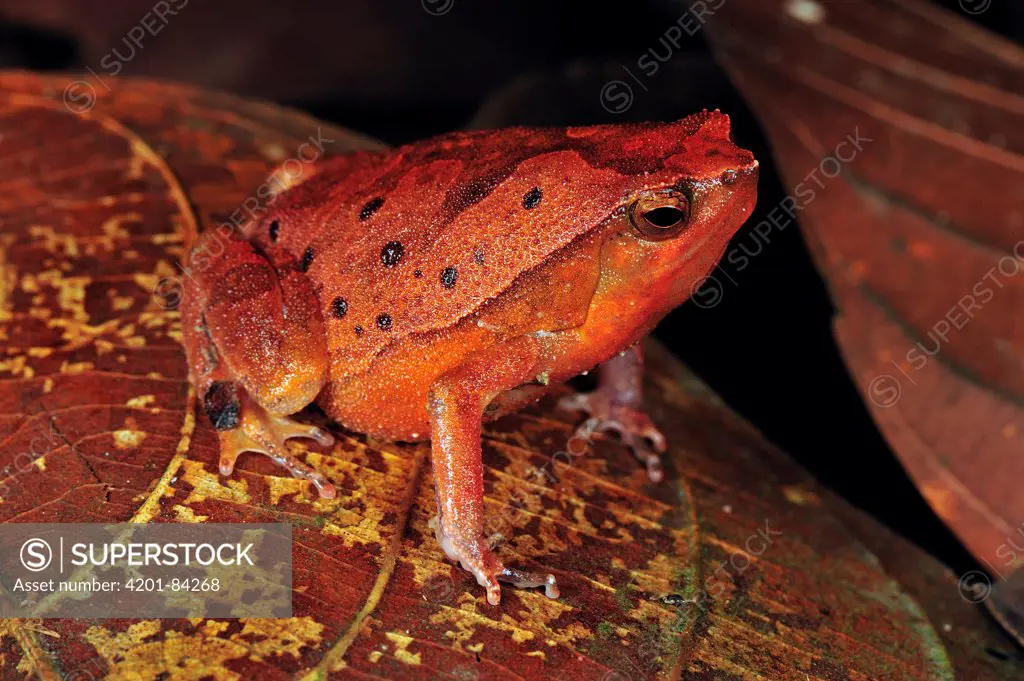 Black-spotted Narrow-mouthed Frog (Kalophrynus pleurostigma), Forest Research Institute Malaysia, Malaysia