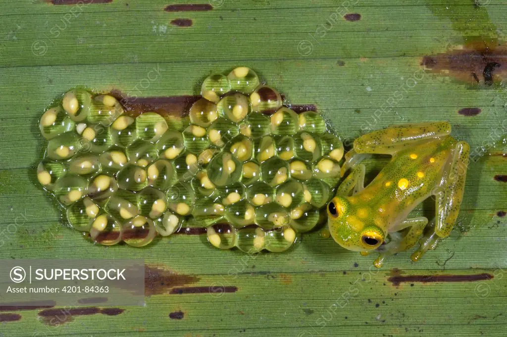 Glass Frog (Hyalinobatrachium aureoguttatum) parent on  leaf with developing eggs, northwest Ecuador