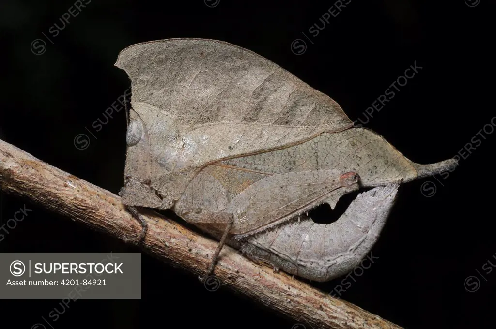 Grasshopper (Chorotypus gallinaceus) mimic of dead leaf, Bako National Park, Malaysia