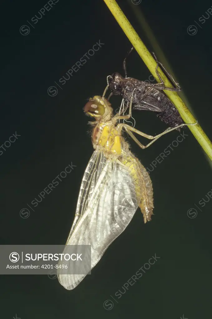 Dragonfly emerging from underwater larval stage during metamorphosis, Germany