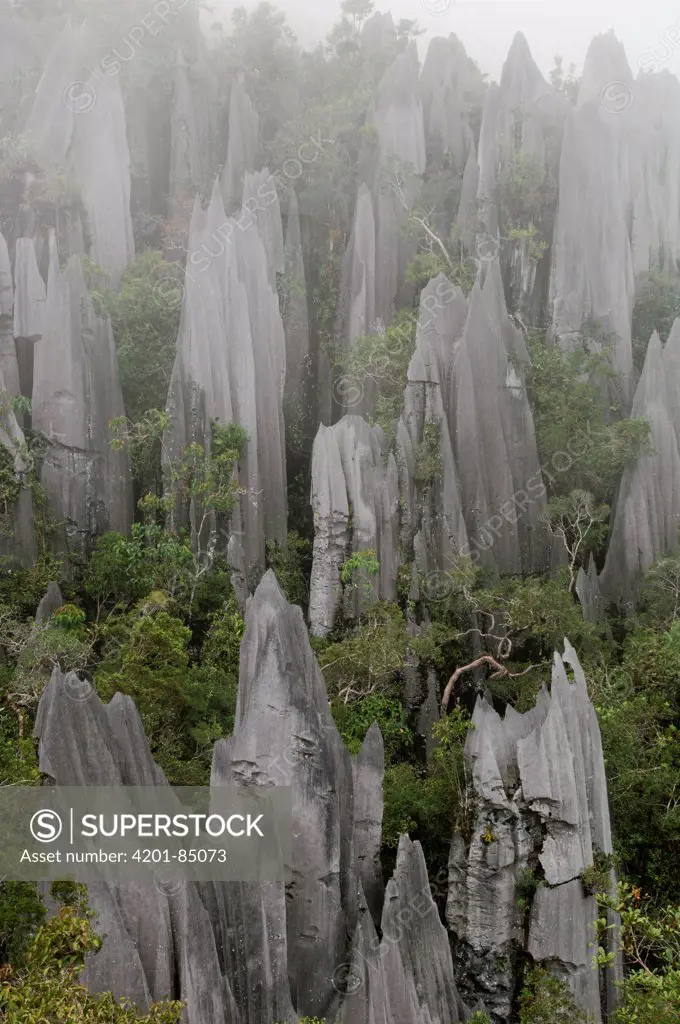 Limestone pinnacles on the upper slopes of Mount Api, Gunung Mulu National Park, Malaysia