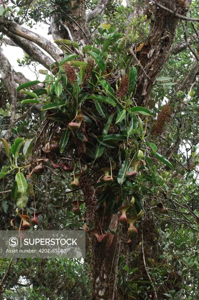 Low's Pitcher Plant (Nepenthes lowii) epiphyte, Gunung Murud, Pulong Tau National Park, Malaysia