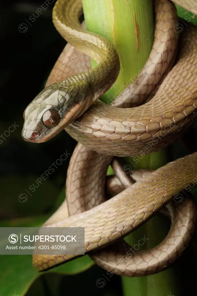 Black-headed Cat Snake (Boiga nigriceps), Danum Valley Conservation Area, Malaysia