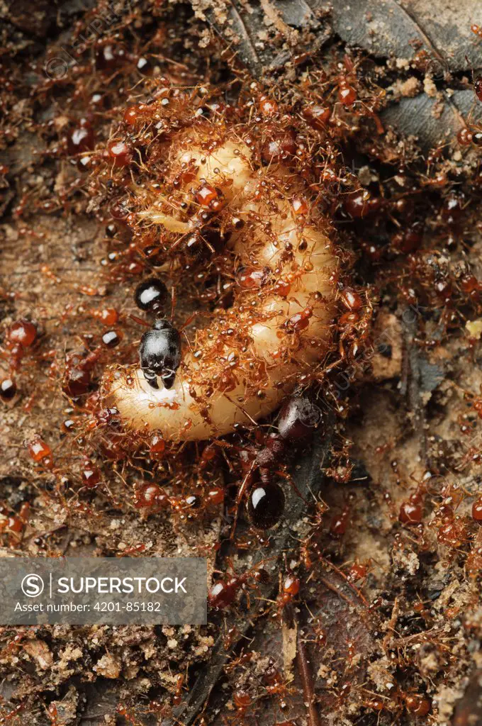 Marauder Ant (Pheidologeton affinis) team attacking a beetle grub with minor workers assisted by their larger sisters who cut the grub into smaller pieces, Lambir Hills National Park, Malaysia