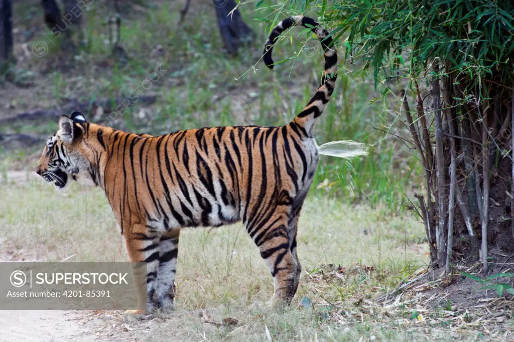 Bengal Tiger (Panthera tigris tigris) spraying urine to mark territory, Bandhavgarh National Park, India