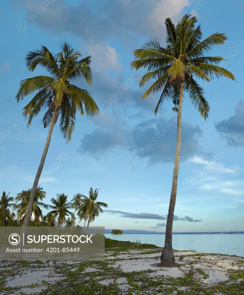 Coconut Palm (Cocos nucifera) trees on Pamilacan Island, Philippines