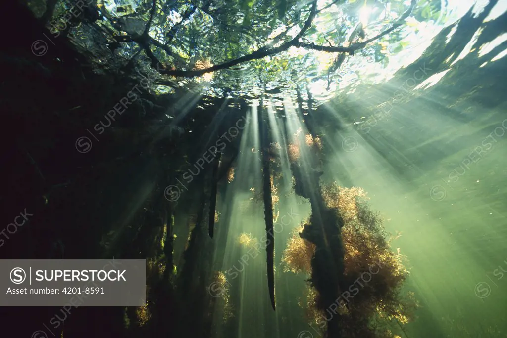 Mangrove (Avicennia sp) swamp as seen from underwater, Everglades National Park, Florida