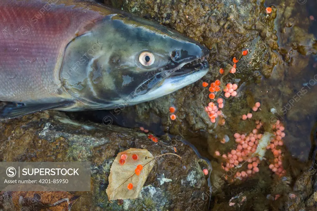 Sockeye Salmon (Oncorhynchus nerka) discolored carcass and fish eggs near banks of Adams River at end of spawning run, Roderick Haig-Brown Provincial Park, British Columbia, Canada