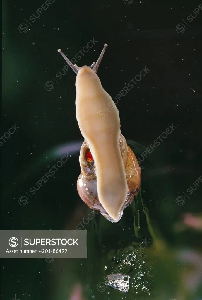 Brown Garden Snail (Helix aspersa) underside showing radula