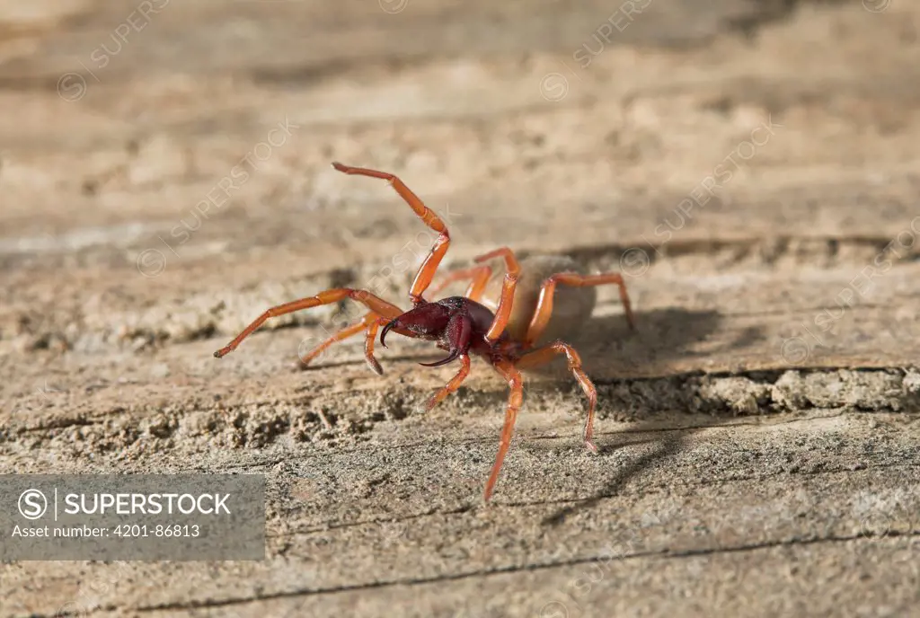 Slater Spider (Dysdera crocata) in defensive posture, England