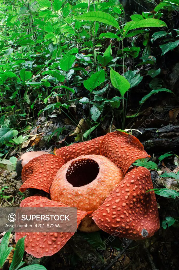 Rafflesia (Rafflesia tuan-mudae) flower, Padawan, Gunung Braang, Sarawak, Borneo, Malaysia