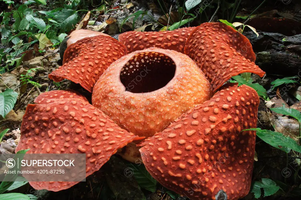 Rafflesia (Rafflesia tuan-mudae) flower, Padawan, Gunung Braang, Sarawak, Borneo, Malaysia