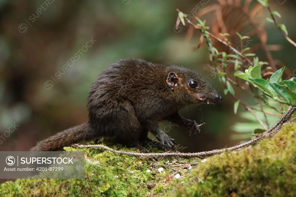 Mountain Tree Shrew (Tupaia montana), Gunung Mulu National Park, Sarawak, Borneo, Malaysia