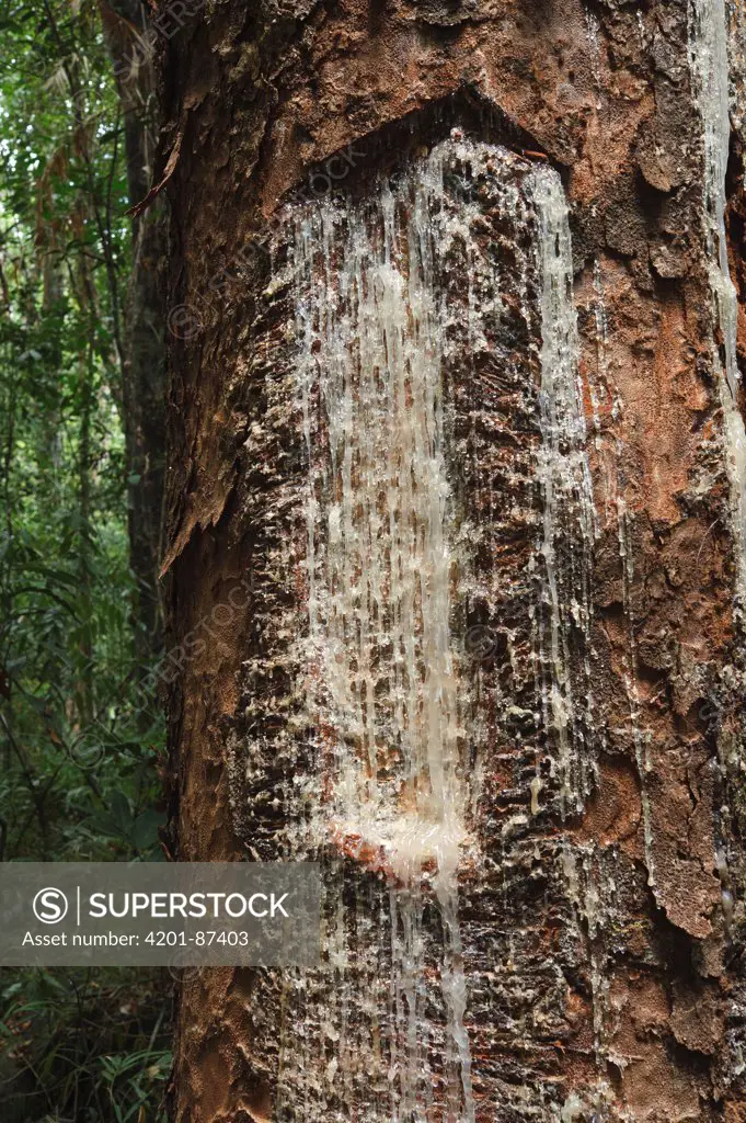 Almaciga (Agathis philippinensis) resin exuding from a cut made in the trunk used to manufacture varnish, paints, and adhesives, Sultan's Peak, Palawan, Philippines