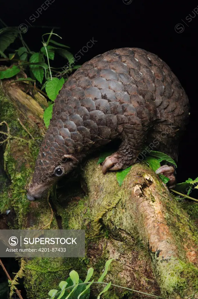 Malayan Pangolin (Manis javanica), Gunung Penrissen, Sarawak, Borneo, Malaysia