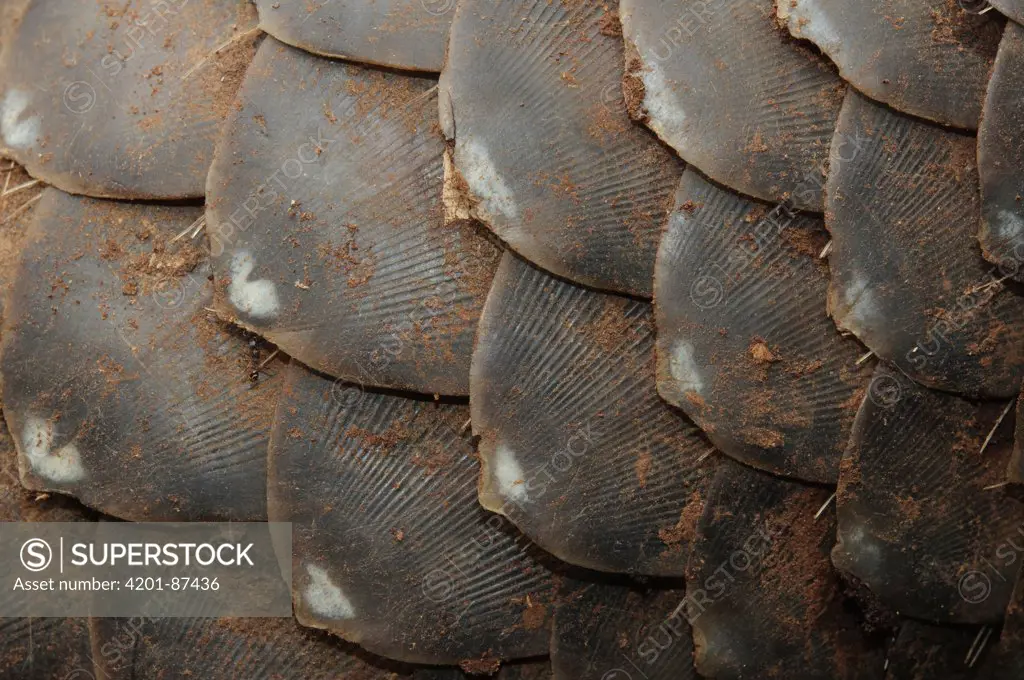 Malayan Pangolin (Manis javanica) scales, Gunung Penrissen, Sarawak, Borneo, Malaysia