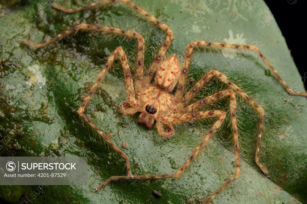 Giant Crab Spider (Sparassidae), Gunung Penrissen, Sarawak, Borneo, Malaysia