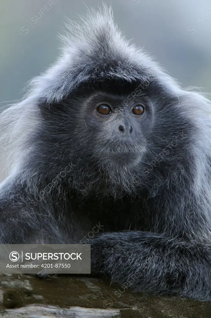 Silvered Leaf Monkey (Trachypithecus cristatus), Bako National Park, Sarawak, Borneo, Malaysia