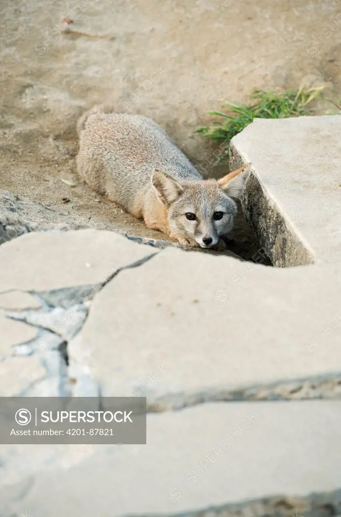 San Joaquin Kit Fox (Vulpes macrotis mutica) at sidewalk den entrance, Bakersfield, California