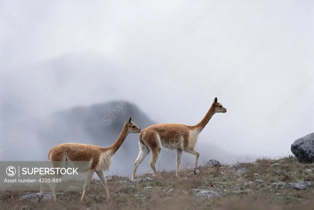 Vicuna (Vicugna vicugna) in high elevation habitat at 4,300 meters, Apurimac, Pampa Galeras National Reserve, Peru