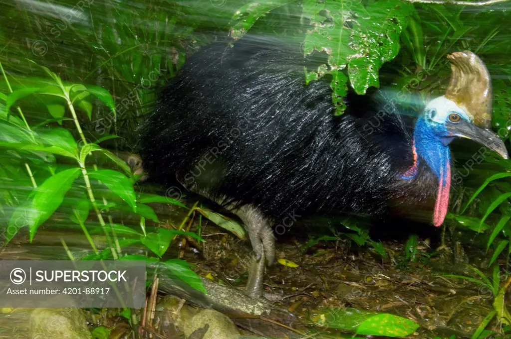 Southern Cassowary (Casuarius casuarius) male moving through forest, Atherton Tableland, Queensland, Australia