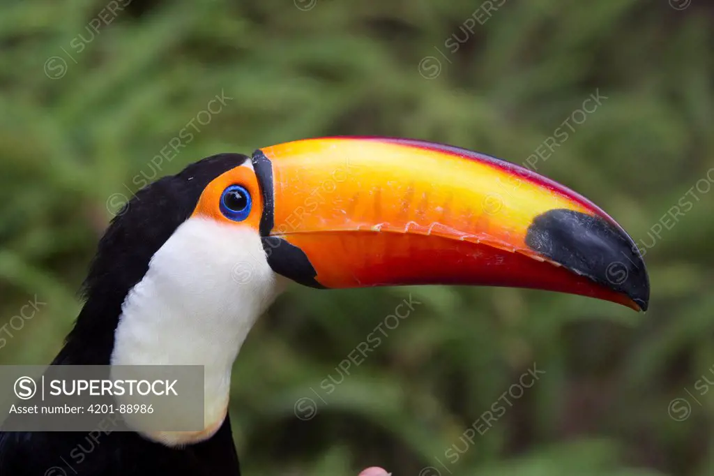 Toco Toucan (Ramphastos toco), native to South America