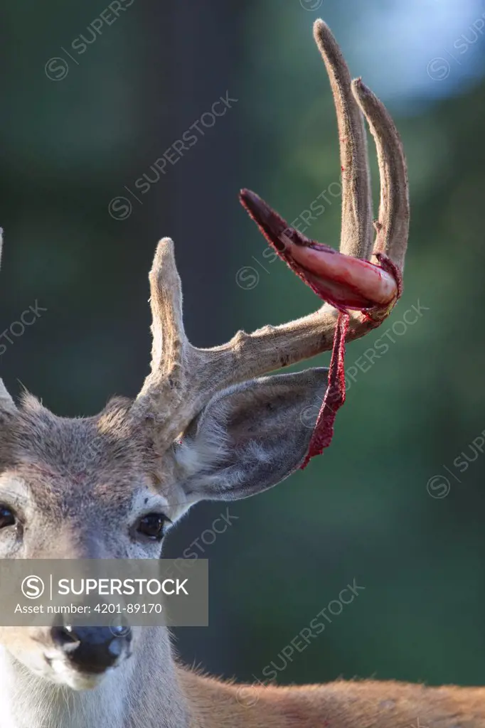 White-tailed Deer (Odocoileus virginianus) buck shedding velvet on antlers, western Montana