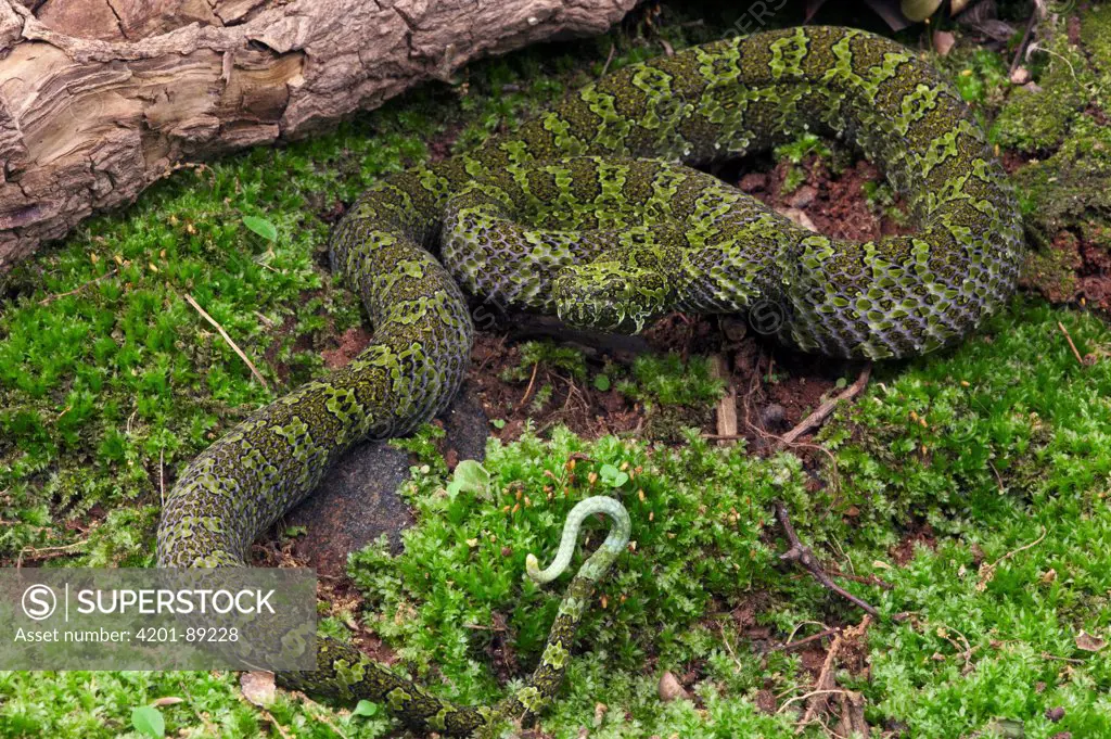 Mangshanen Pit Viper (Trimeresurus mangshanensis) camouflaged on moss, native to China