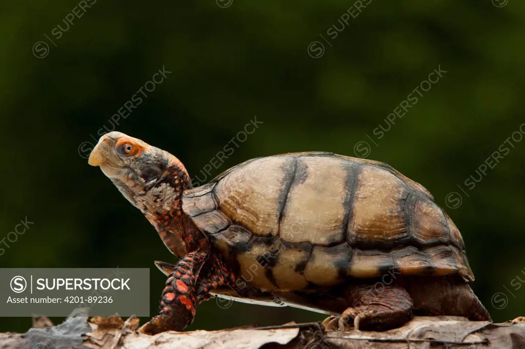 Mexican Box Turtle (Terrapene carolina mexicana), native to Mexico